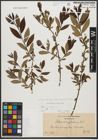 Foto von Salix triandra subsp. triandra L.